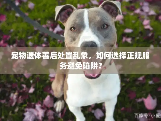 宠物遗体善后处置乱象，如何选择正规服务避免陷阱？