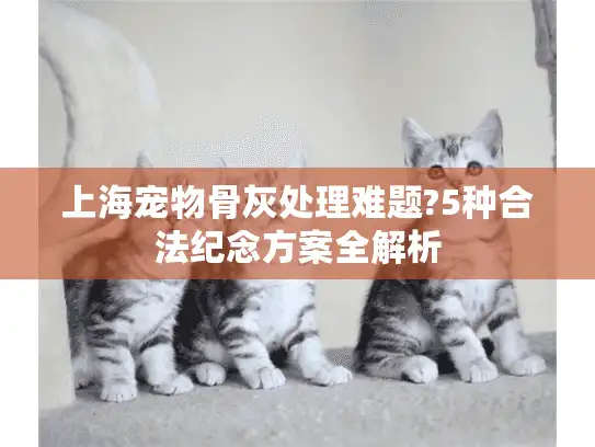 上海宠物骨灰处理难题?5种合法纪念方案全解析