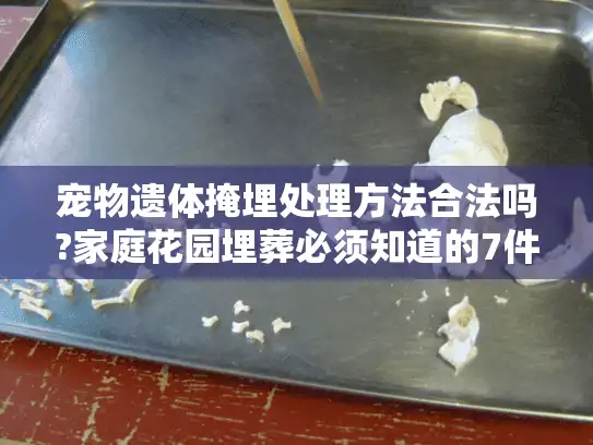 宠物遗体掩埋处理方法合法吗?家庭花园埋葬必须知道的7件事