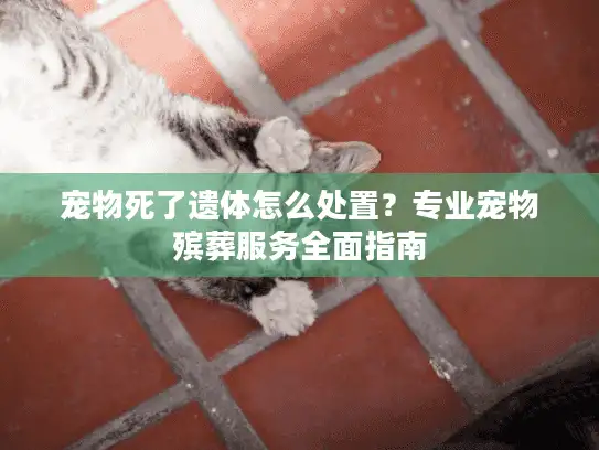 宠物死了遗体怎么处置？专业宠物殡葬服务全面指南