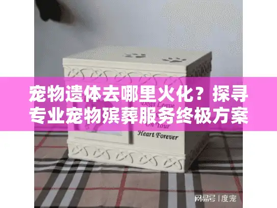 宠物遗体去哪里火化？探寻专业宠物殡葬服务终极方案
