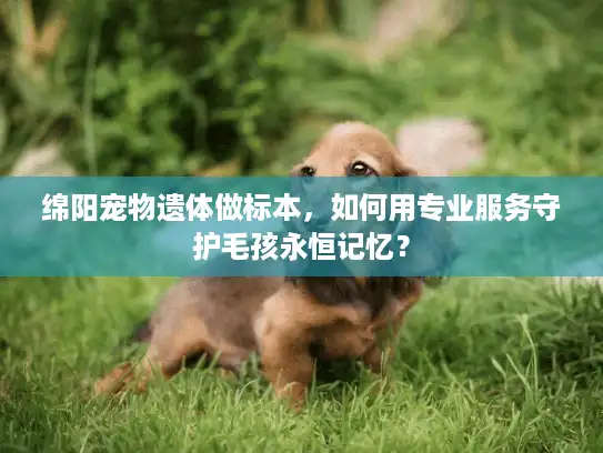 绵阳宠物遗体做标本，如何用专业服务守护毛孩永恒记忆？