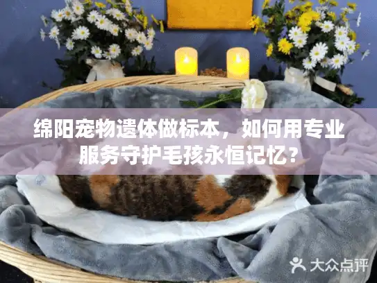 绵阳宠物遗体做标本，如何用专业服务守护毛孩永恒记忆？