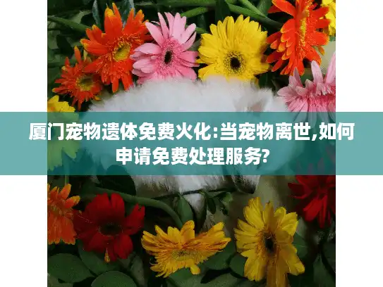 厦门宠物遗体免费火化:当宠物离世,如何申请免费处理服务?