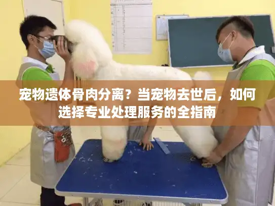 宠物遗体骨肉分离？当宠物去世后，如何选择专业处理服务的全指南