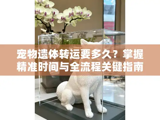宠物遗体转运要多久？掌握精准时间与全流程关键指南