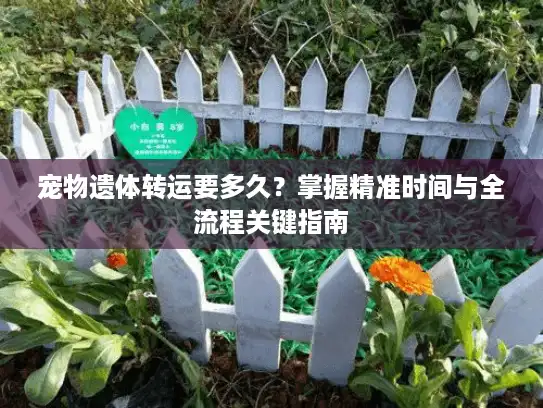 宠物遗体转运要多久？掌握精准时间与全流程关键指南