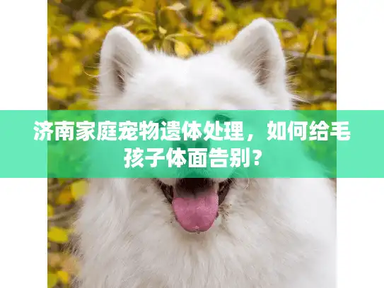 济南家庭宠物遗体处理，如何给毛孩子体面告别？
