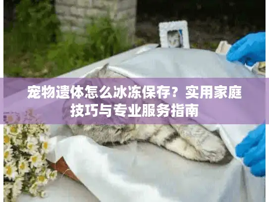 宠物遗体怎么冰冻保存？实用家庭技巧与专业服务指南