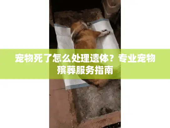 宠物死了怎么处理遗体？专业宠物殡葬服务指南