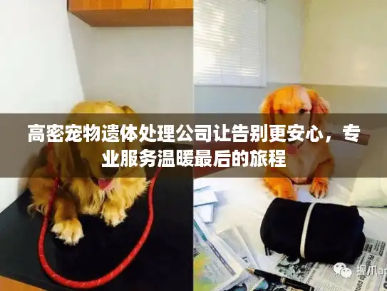 高密宠物遗体处理公司让告别更安心，专业服务温暖最后的旅程