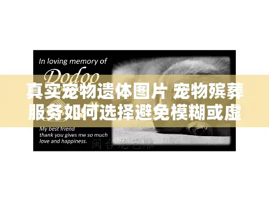 真实宠物遗体图片 宠物殡葬服务如何选择避免模糊或虚假照片