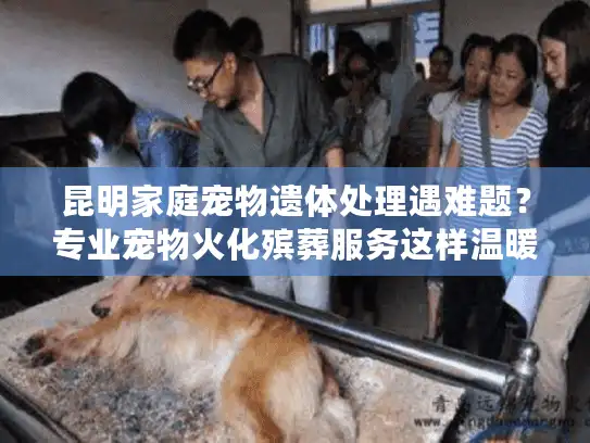 昆明家庭宠物遗体处理遇难题？专业宠物火化殡葬服务这样温暖送别