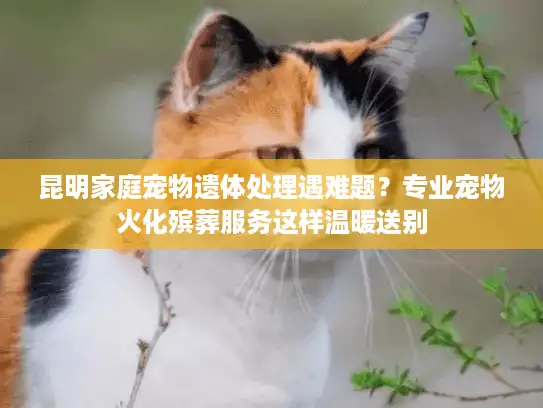 昆明家庭宠物遗体处理遇难题？专业宠物火化殡葬服务这样温暖送别