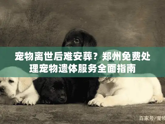 宠物离世后难安葬？郑州免费处理宠物遗体服务全面指南