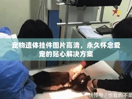 宠物遗体挂件图片高清，永久怀念爱宠的贴心解决方案