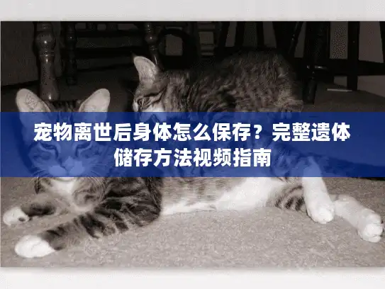 宠物离世后身体怎么保存？完整遗体储存方法视频指南