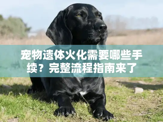 宠物遗体火化需要哪些手续？完整流程指南来了