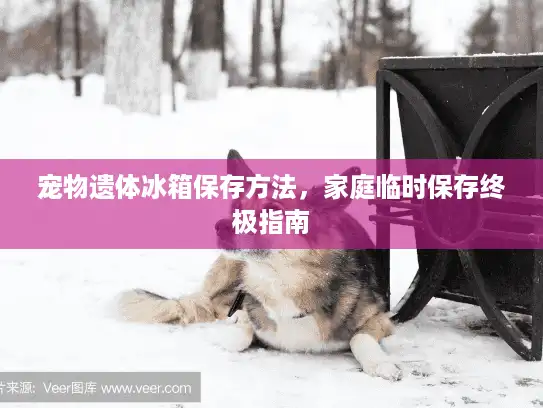 宠物遗体冰箱保存方法，家庭临时保存终极指南