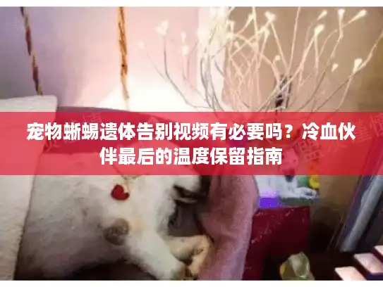 宠物蜥蜴遗体告别视频有必要吗？冷血伙伴最后的温度保留指南