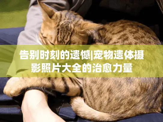 告别时刻的遗憾|宠物遗体摄影照片大全的治愈力量
