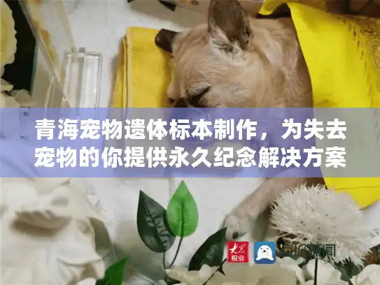 青海宠物遗体标本制作，为失去宠物的你提供永久纪念解决方案