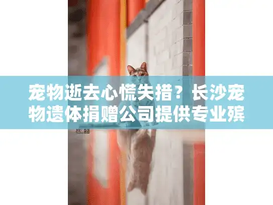 宠物逝去心慌失措？长沙宠物遗体捐赠公司提供专业殡葬方案