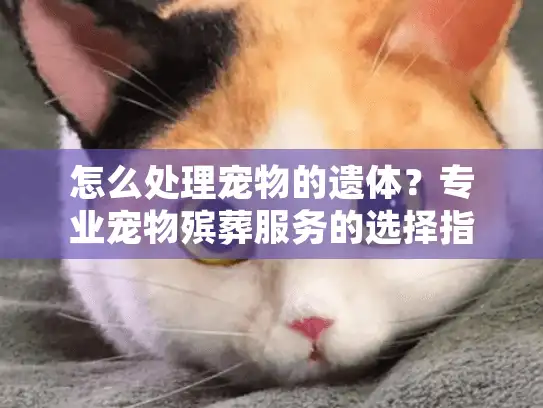 怎么处理宠物的遗体？专业宠物殡葬服务的选择指南和常见误区分析