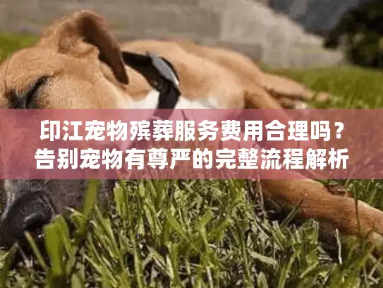 印江宠物殡葬服务费用合理吗？告别宠物有尊严的完整流程解析