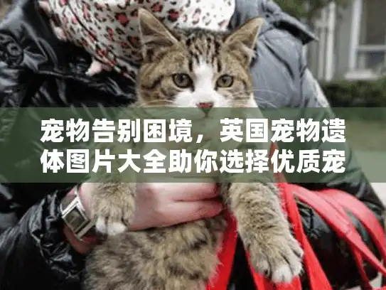 宠物告别困境，英国宠物遗体图片大全助你选择优质宠物殡葬服务