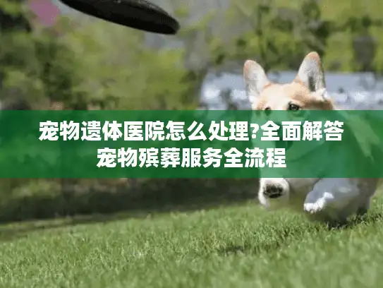 宠物遗体医院怎么处理?全面解答宠物殡葬服务全流程