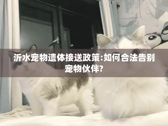 沂水宠物遗体接送政策:如何合法告别宠物伙伴?