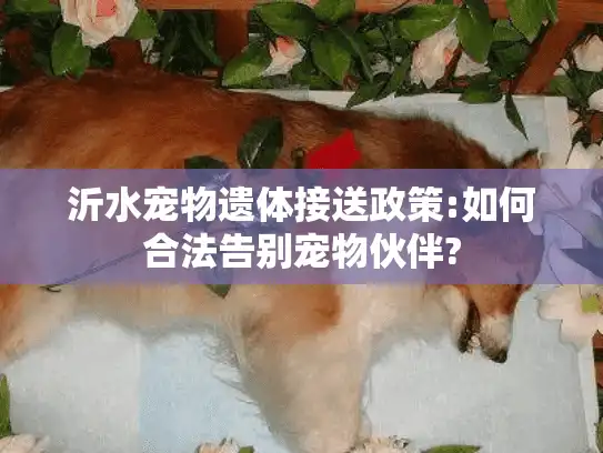 沂水宠物遗体接送政策:如何合法告别宠物伙伴?
