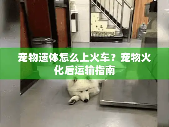 宠物遗体怎么上火车？宠物火化后运输指南