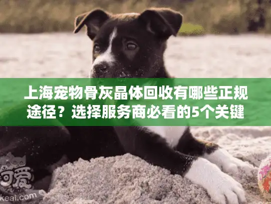 上海宠物骨灰晶体回收有哪些正规途径？选择服务商必看的5个关键点