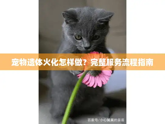 宠物遗体火化怎样做？完整服务流程指南
