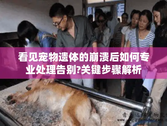 看见宠物遗体的崩溃后如何专业处理告别?关键步骤解析