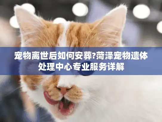 宠物离世后如何安葬?菏泽宠物遗体处理中心专业服务详解
