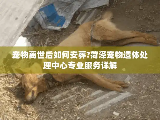 宠物离世后如何安葬?菏泽宠物遗体处理中心专业服务详解