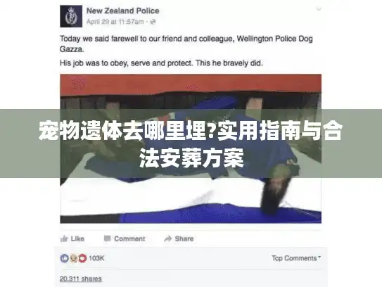 宠物遗体去哪里埋?实用指南与合法安葬方案