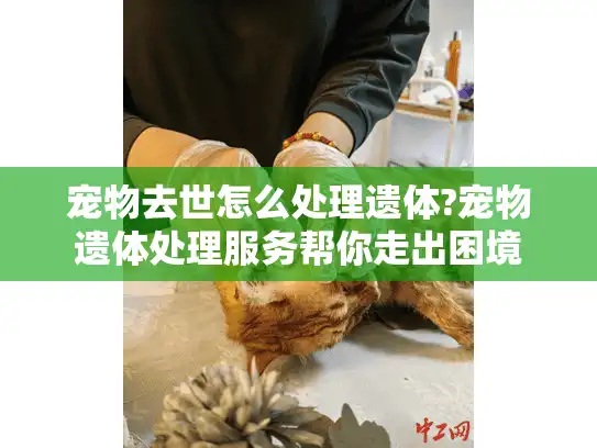 宠物去世怎么处理遗体?宠物遗体处理服务帮你走出困境