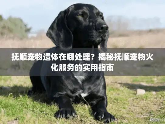 抚顺宠物遗体在哪处理？揭秘抚顺宠物火化服务的实用指南