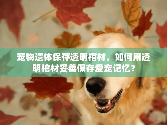 宠物遗体保存透明棺材，如何用透明棺材妥善保存爱宠记忆？