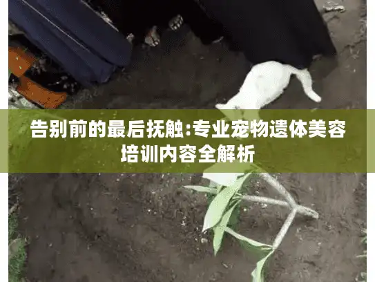 告别前的最后抚触:专业宠物遗体美容培训内容全解析