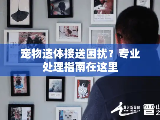 宠物遗体接送困扰？专业处理指南在这里
