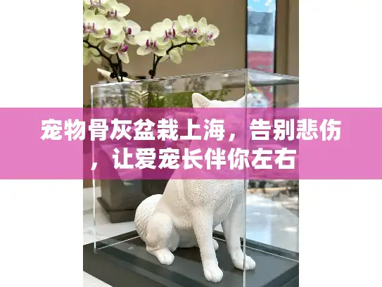 宠物骨灰盆栽上海，告别悲伤，让爱宠长伴你左右