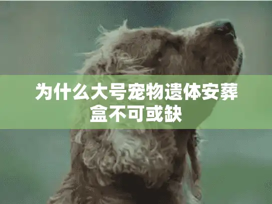 为什么大号宠物遗体安葬盒不可或缺