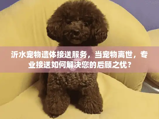 沂水宠物遗体接送服务，当宠物离世，专业接送如何解决您的后顾之忧？