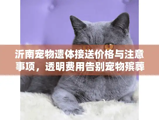 沂南宠物遗体接送价格与注意事项，透明费用告别宠物殡葬陷阱