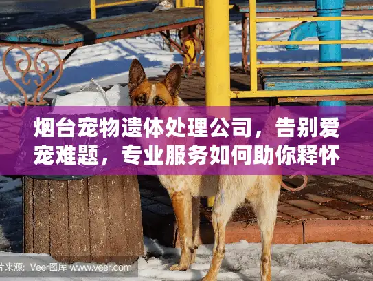 烟台宠物遗体处理公司，告别爱宠难题，专业服务如何助你释怀？